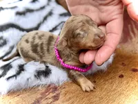 Lilly, a female Miniature Dachshund for sale in Visalia, CA – 1 of 3