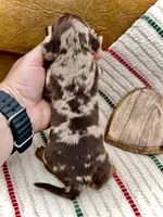 Boomer, a male Dachshund and Miniature Dachshund for sale in Visalia, CA – Photo 3 of 5