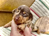 Boomer, a male Dachshund and Miniature Dachshund for sale in Visalia, CA – Photo 2 of 5