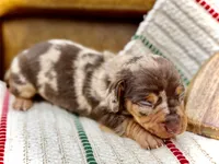 Boomer, a male Dachshund and Miniature Dachshund for sale in Visalia, CA – Photo 1 of 5