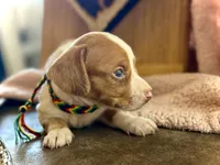 Wyatt , a male Miniature Dachshund for sale in Visalia, CA – 2 of 7