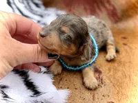 Parker *Long Haired* , a male Miniature Dachshund for sale in Visalia, CA – 3 of 3