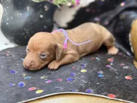 Summer *Tiny*, a female Miniature Dachshund for sale in Visalia, CA – 4 of 8