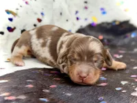 Britsy *Long Haired!*, a female Miniature Dachshund for sale in Visalia, CA – Photo 2 of 2