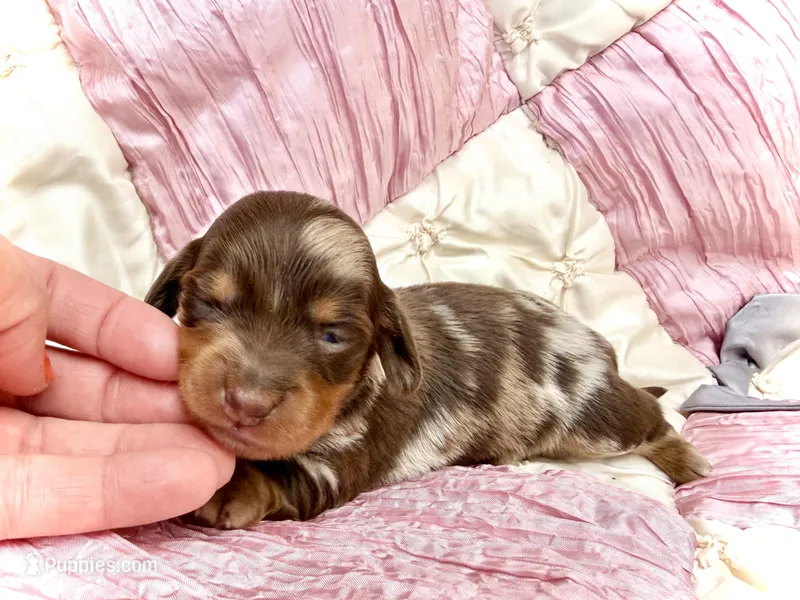 Britsy *Long Haired!* – Miniature Dachshund puppy for sale in Visalia, CA