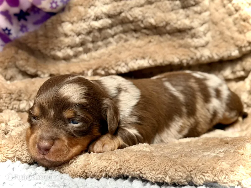 Britsy *Long Haired!* – Miniature Dachshund puppy for sale in Visalia, CA
