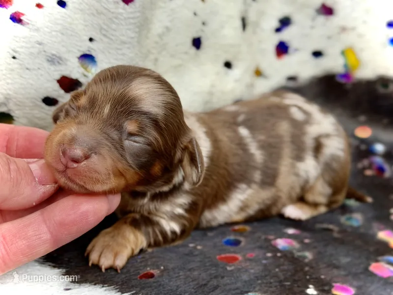 Britsy *Long Haired!* – Miniature Dachshund puppy for sale in Visalia, CA