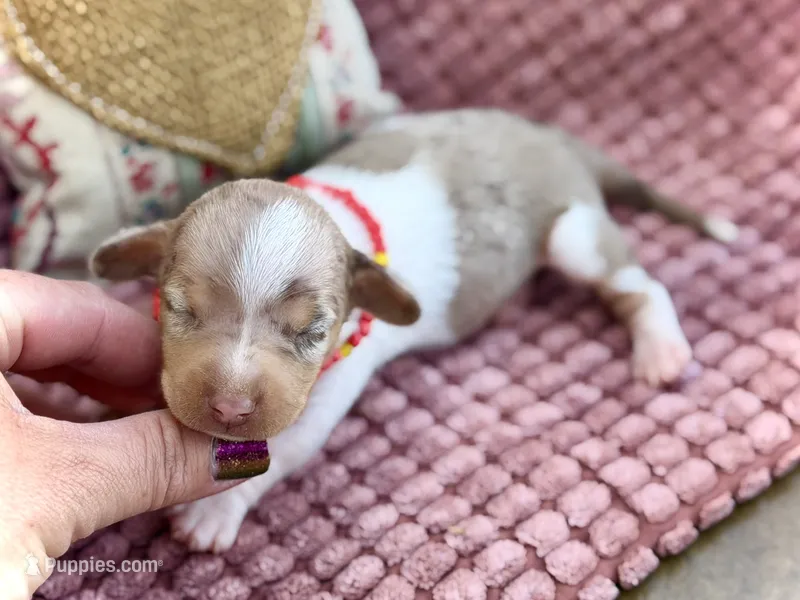 Chip *Super Tiny!* – Miniature Dachshund puppy for sale in Visalia, CA