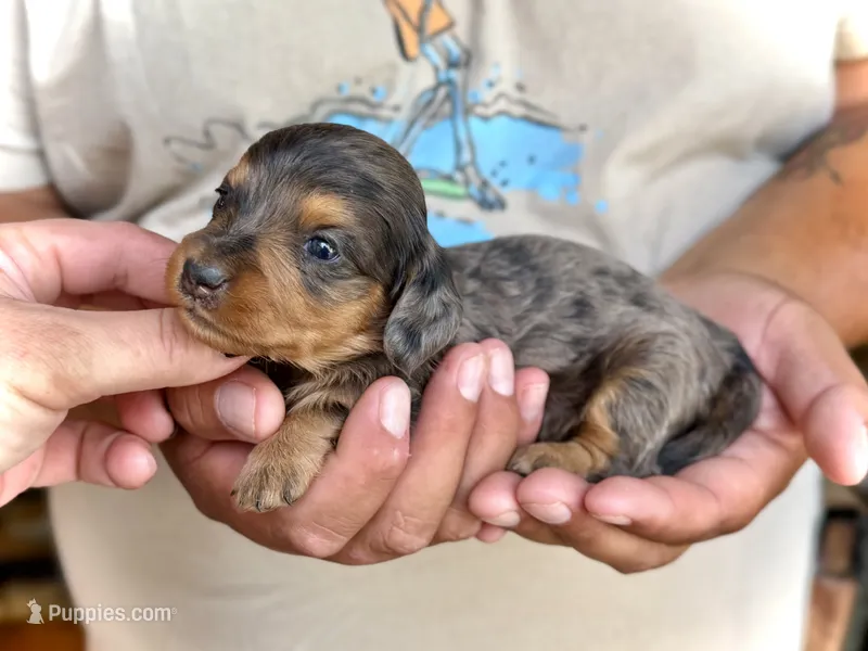 Parker *Long Haired*  – Miniature Dachshund puppy for sale in Visalia, CA