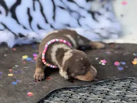 Morgan , a female Miniature Dachshund for sale in Visalia, CA – 4 of 5