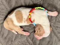 Wyatt , a male Miniature Dachshund for sale in Visalia, CA – 5 of 6