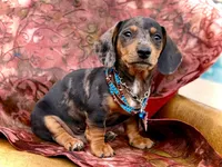 Emmitt, a male Miniature Dachshund for sale in Visalia, CA – Photo 7 of 10