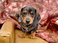 Emmitt, a male Miniature Dachshund for sale in Visalia, CA – Photo 5 of 10
