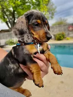 Emmitt, a male Miniature Dachshund for sale in Visalia, CA – Photo 9 of 10