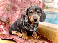 Emmitt, a male Miniature Dachshund for sale in Visalia, CA – Photo 6 of 10