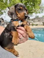 Emmitt, a male Miniature Dachshund for sale in Visalia, CA – Photo 10 of 10