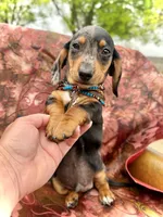 Emmitt, a male Miniature Dachshund for sale in Visalia, CA – Photo 3 of 10
