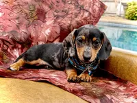 Emmitt, a male Miniature Dachshund for sale in Visalia, CA – Photo 4 of 10