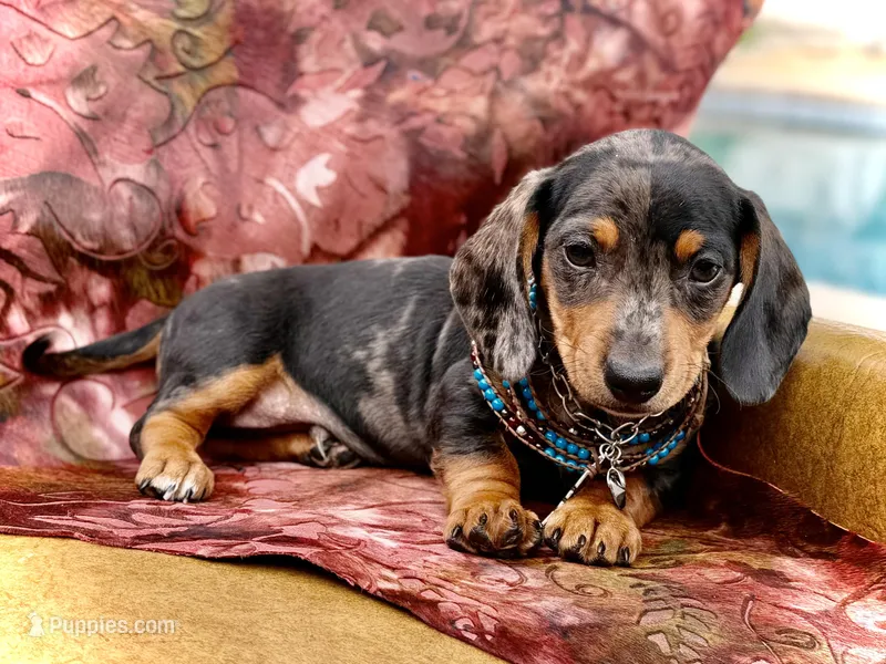 Emmitt – Miniature Dachshund puppy for sale in Visalia, CA