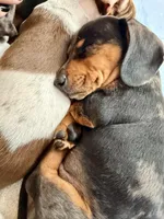 Emmitt, a male Miniature Dachshund for sale in Visalia, CA – Photo 8 of 10