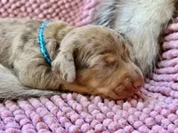 Squids , a male Miniature Dachshund for sale in Visalia, CA – 5 of 5