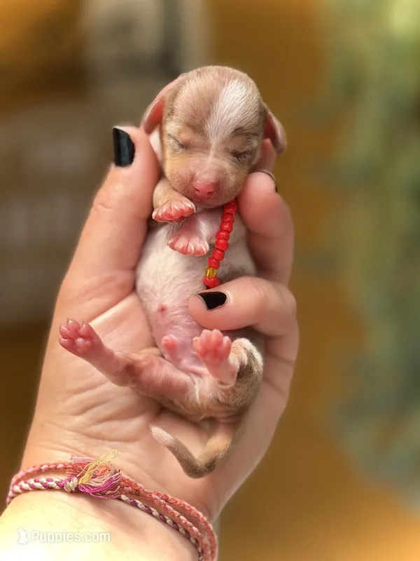 Chip *Super Tiny!* – Miniature Dachshund puppy for sale in Visalia, CA