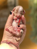 Chip *Super Tiny!*, a male Miniature Dachshund for sale in Visalia, CA – 1 of 6