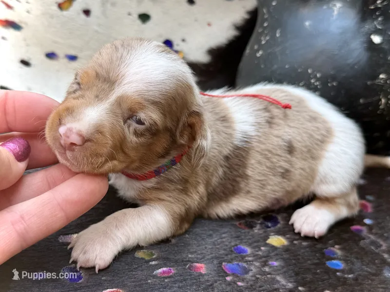 Snoodles  – Miniature Dachshund puppy for sale in Visalia, CA