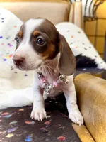 Dot , a female Miniature Dachshund for sale in Visalia, CA – 4 of 9