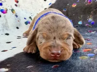 Turk , a male Miniature Dachshund for sale in Visalia, CA – 1 of 4