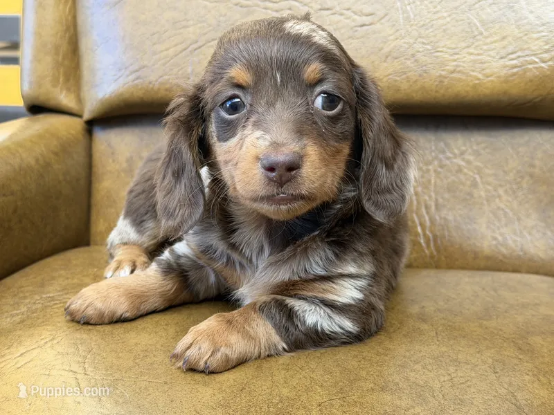Britsy *Long Haired!* – Miniature Dachshund puppy for sale in Visalia, CA