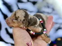 Tilly *TINY*, a female Miniature Dachshund for sale in Visalia, CA – 2 of 6