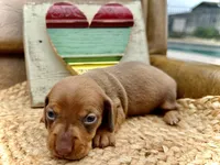 Daisy, a female Dachshund and Miniature Dachshund for sale in Visalia, CA – Photo 4 of 6