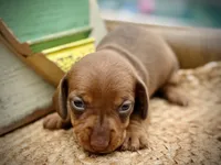 Daisy, a female Dachshund and Miniature Dachshund for sale in Visalia, CA – Photo 3 of 6