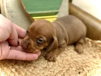 Daisy, a female Dachshund and Miniature Dachshund for sale in Visalia, CA – Photo 2 of 6