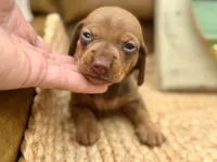 Daisy, a female Dachshund and Miniature Dachshund for sale in Visalia, CA – Photo 1 of 6