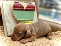 Daisy, a female Dachshund and Miniature Dachshund for sale in Visalia, CA – Photo 6 of 6