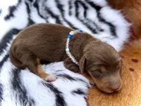 Frodo *Long Haired* , a male Miniature Dachshund for sale in Visalia, CA – 3 of 3