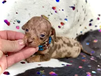Wanky *Micro Micro Tiny!*, a male Miniature Dachshund for sale in Visalia, CA – Photo 2 of 8