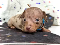 Wanky *Micro Micro Tiny!*, a male Miniature Dachshund for sale in Visalia, CA – Photo 7 of 8