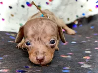 Wanky *Micro Micro Tiny!*, a male Miniature Dachshund for sale in Visalia, CA – Photo 6 of 8