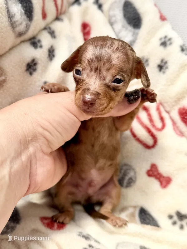 Wanky *Micro Tiny!* – Miniature Dachshund puppy for sale in Visalia, CA