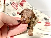 Wanky *Micro Tiny!*, a male Miniature Dachshund for sale in Visalia, CA – Photo 2 of 2