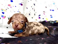 Wanky *Micro Micro Tiny!*, a male Miniature Dachshund for sale in Visalia, CA – Photo 3 of 8