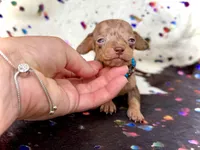 Wanky *Micro Micro Tiny!*, a male Miniature Dachshund for sale in Visalia, CA – Photo 5 of 8