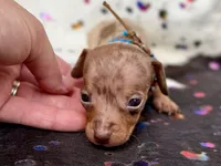 Wanky *Micro Micro Tiny!*, a male Miniature Dachshund for sale in Visalia, CA – Photo 8 of 8