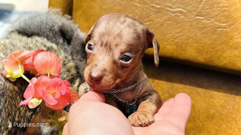 Wanky *Micro Micro Tiny!* – Miniature Dachshund puppy on hold in Visalia, CA