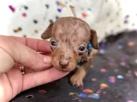 Wanky *Micro Micro Tiny!*, a male Miniature Dachshund for sale in Visalia, CA – Photo 4 of 8
