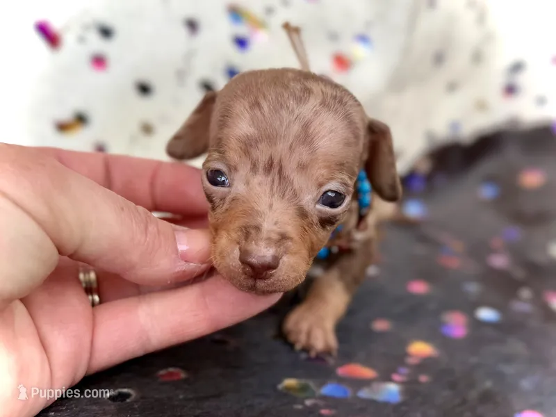 Wanky *Micro Micro Tiny!* – Miniature Dachshund puppy for sale in Visalia, CA