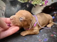 Summer *Tiny*, a female Miniature Dachshund for sale in Visalia, CA – 6 of 8